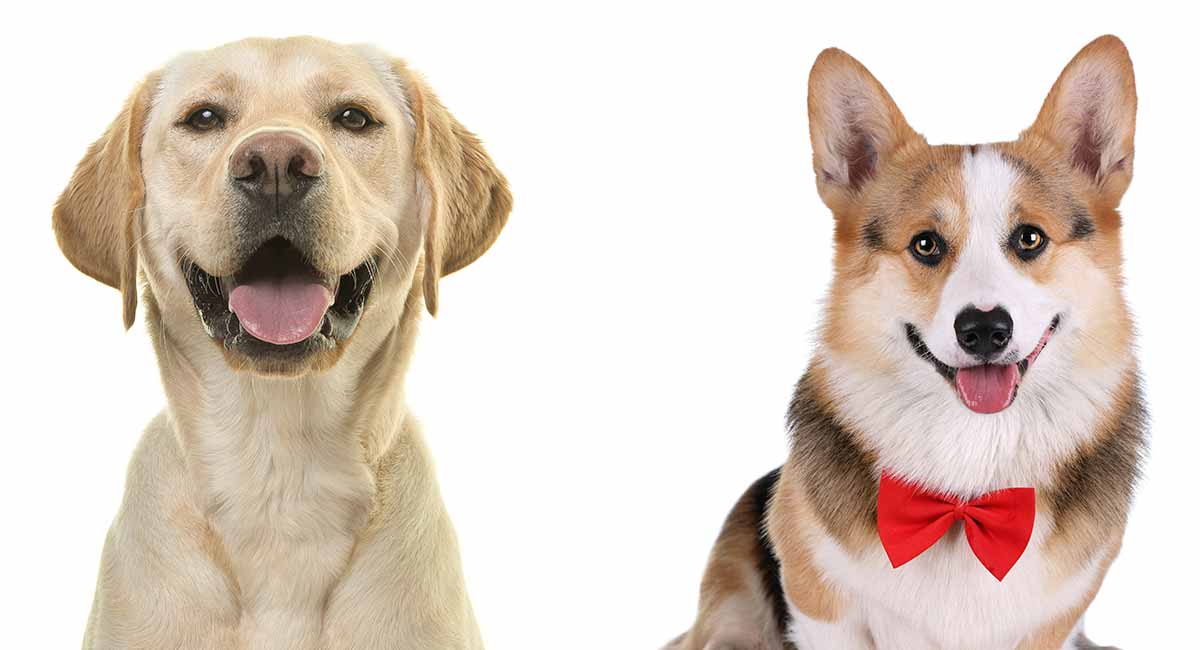 Corgi Lab Mix - The Pros And Cons Of A Popular Cross