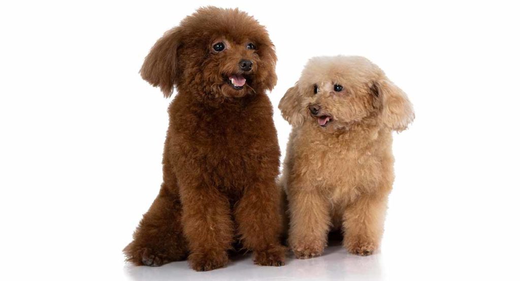 why do poodles change colors