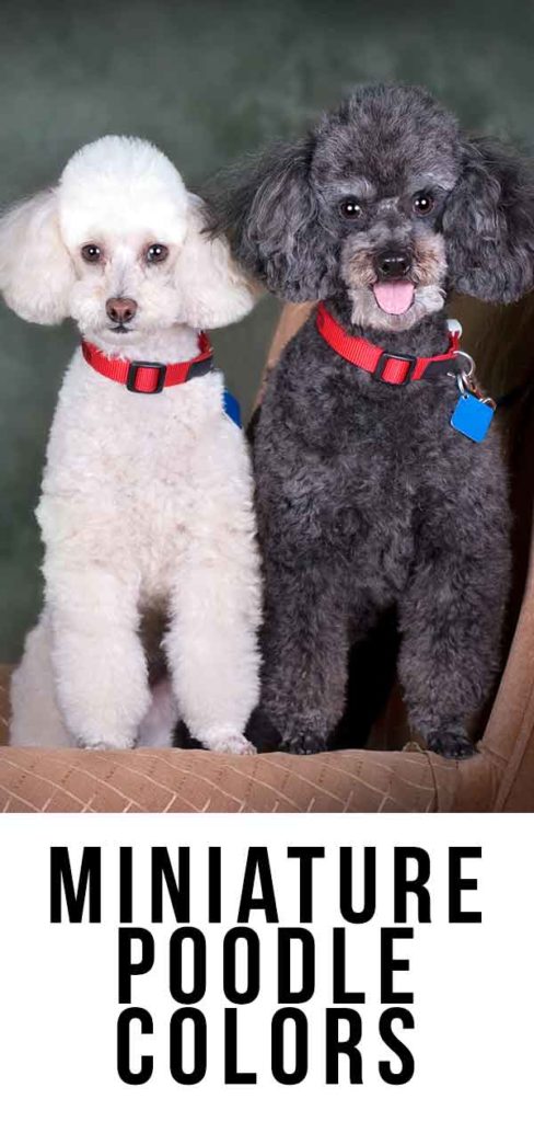 are silver poodles born black