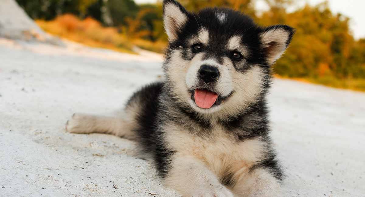 a dog that looks like a husky