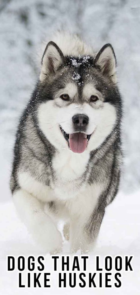 Dogs That Look Like Huskies – Which Will Be Your Favorite?