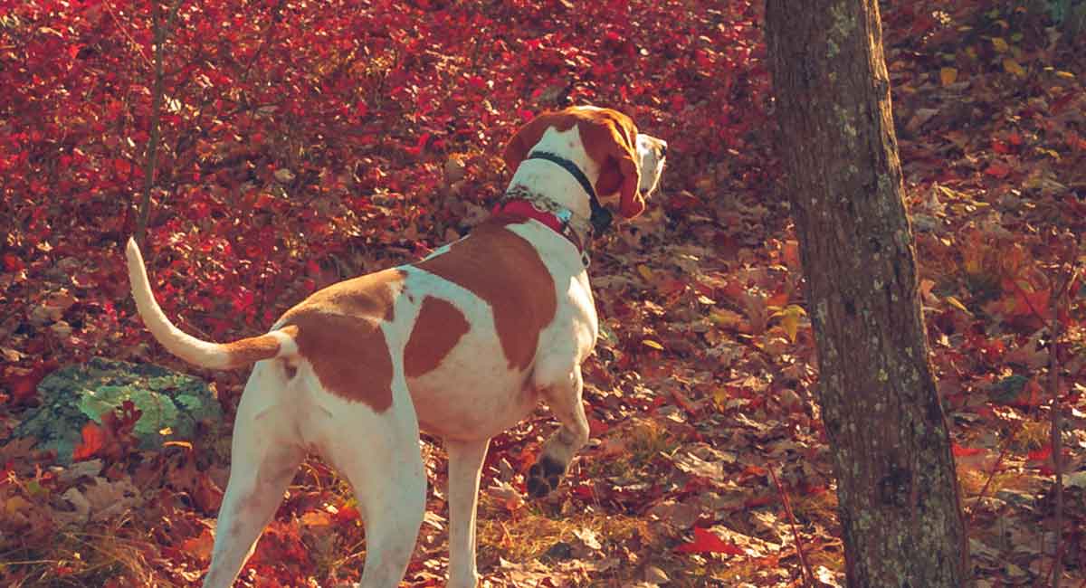 english redtick coonhound puppies