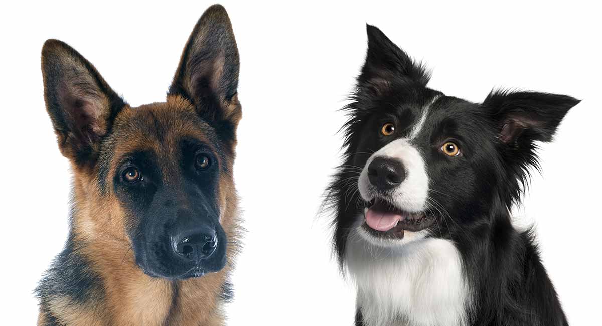 are german shepherds smarter than border collies