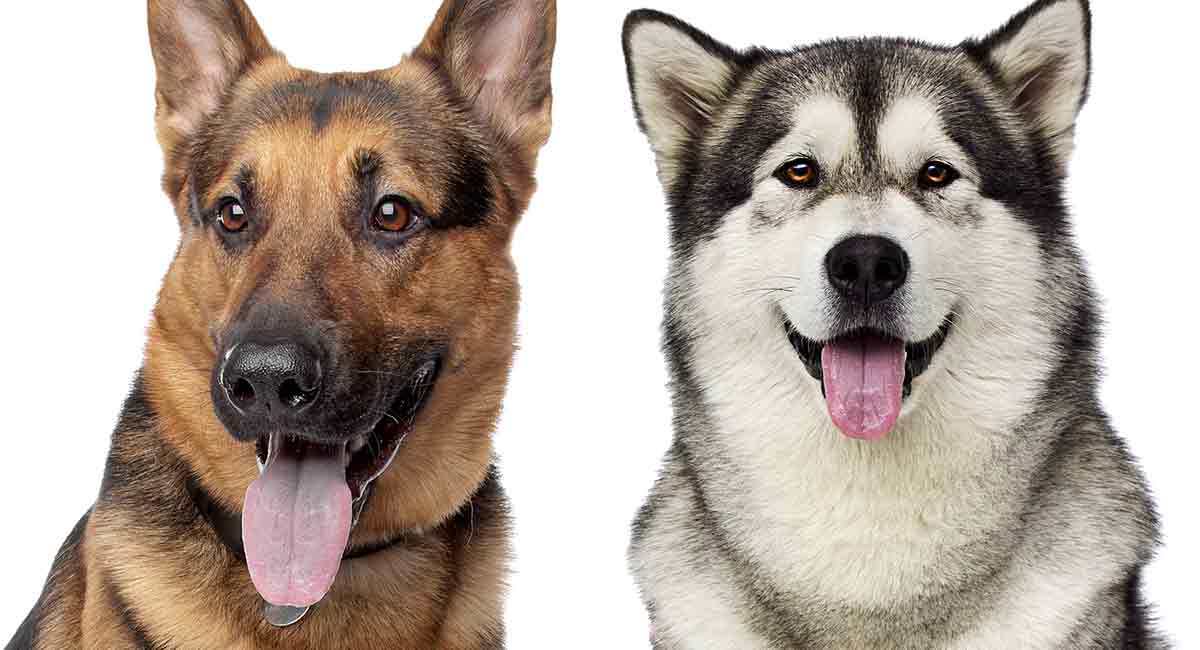 how big do german shepherd and alaskan malamute mix