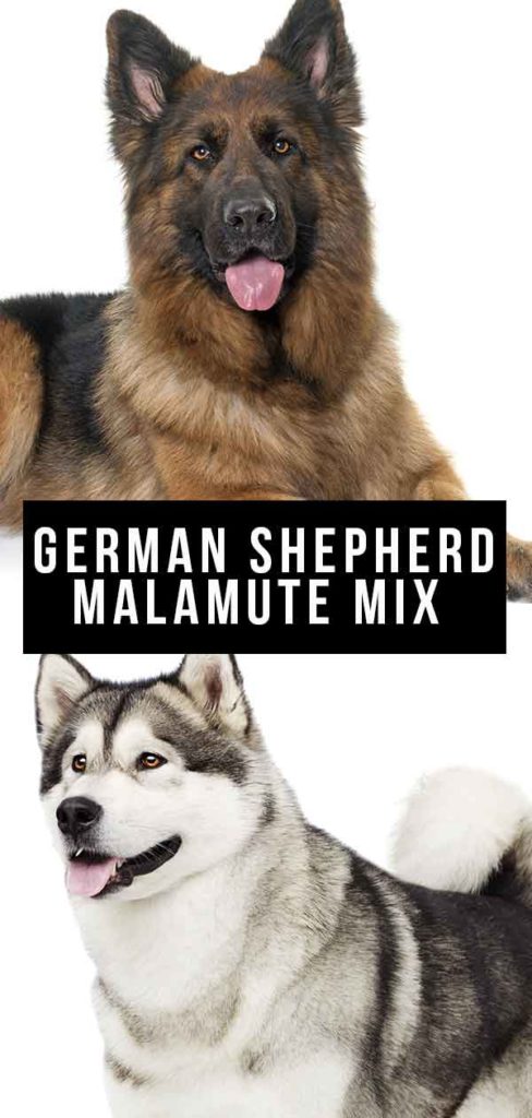 German Shepherd Malamute Mix - Is This Loyal Cross Breed A Great Pet?