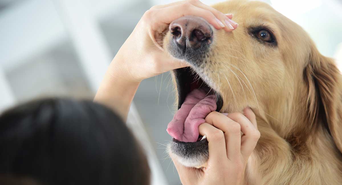 How Many Teeth Do Dogs Have And Other Dental Questions!