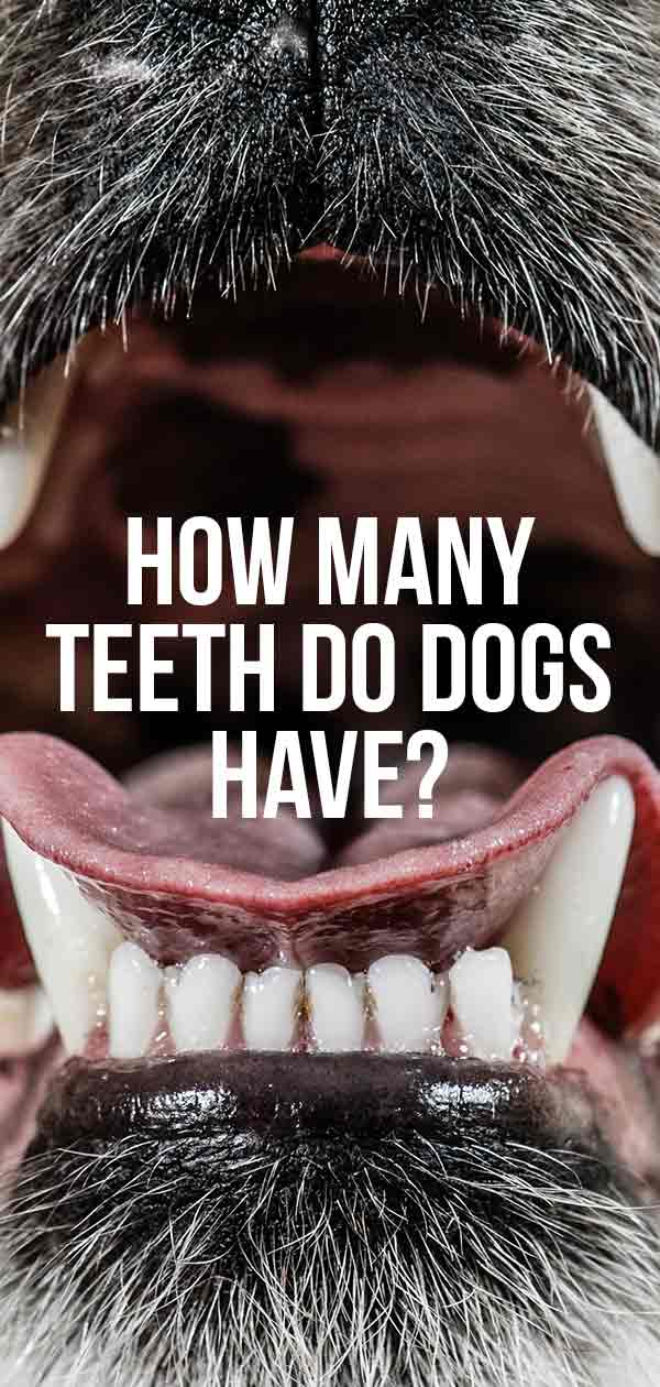 teeth many dogs dental