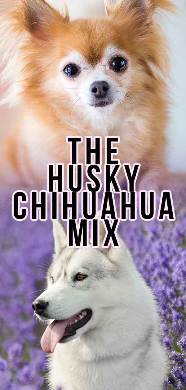 are huskies safe around chihuahuas