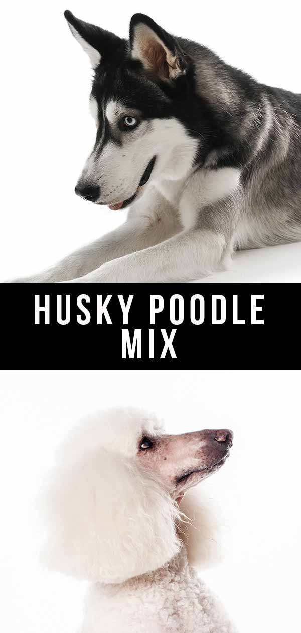 Husky Poodle Mix