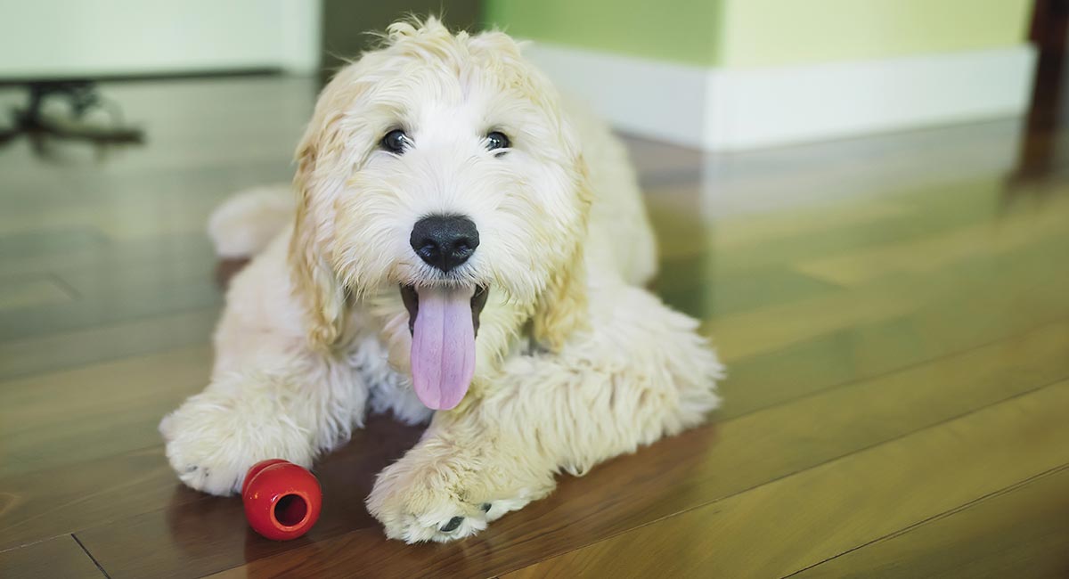 Doodle Dog Breeds: 21 Reasons Why Doodles Are So Popular