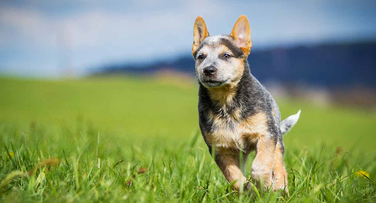 how long does a blue heeler carry puppies