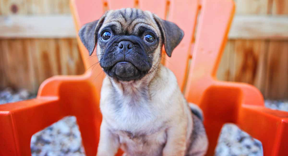 full grown boxer mastiff