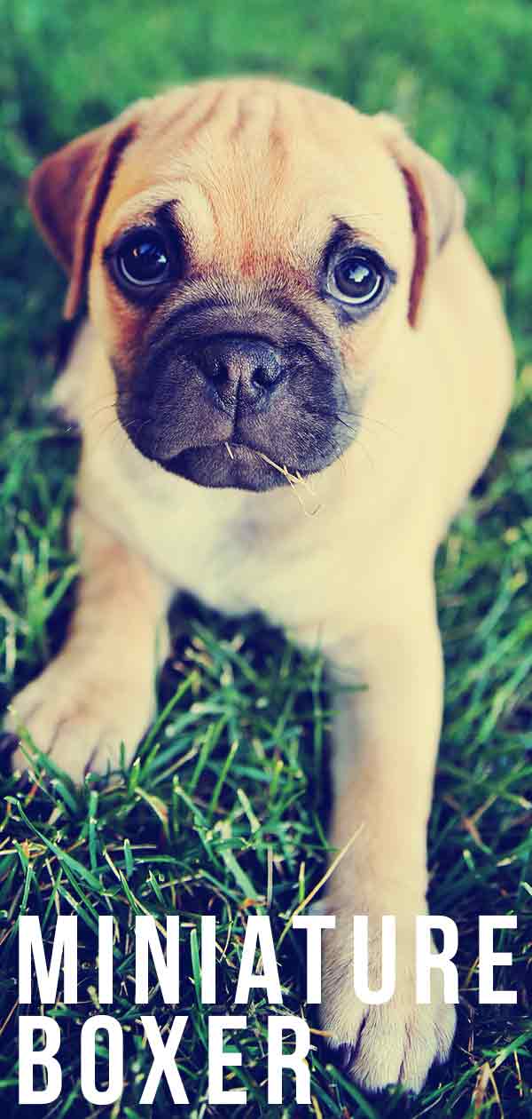 teacup boxer full grown