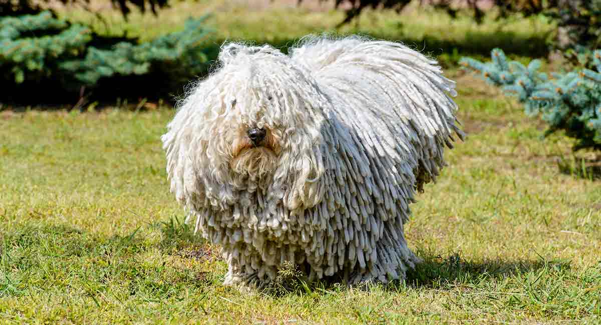 Dog That Looks Like A Mop