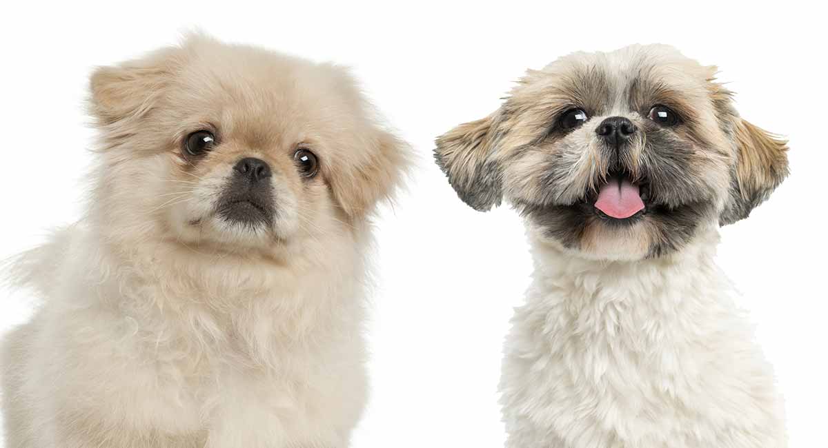 pekingese mix puppies