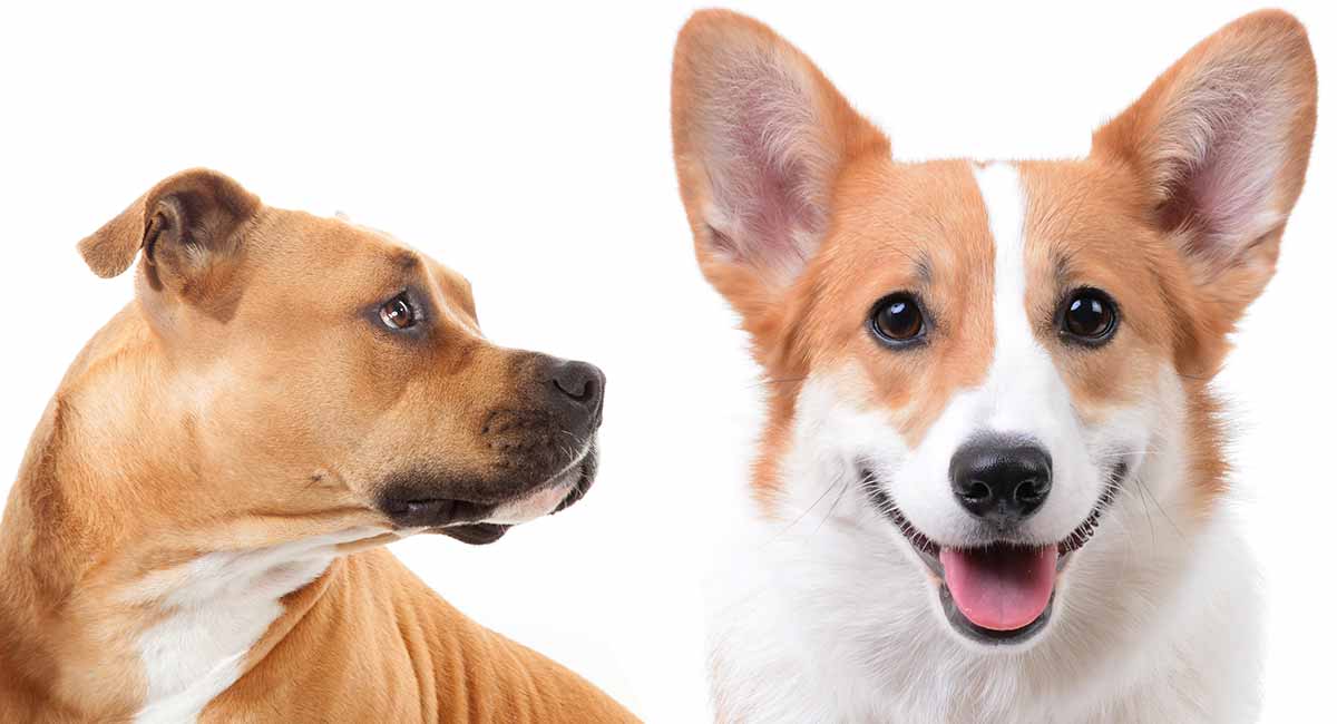 types of corgi mixes