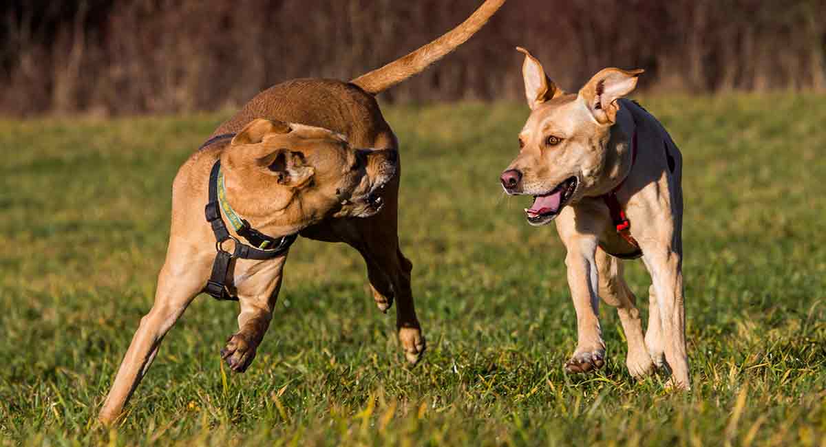 Pitbull Golden Retriever Mix Friendly Companion or Great Guard Dog?