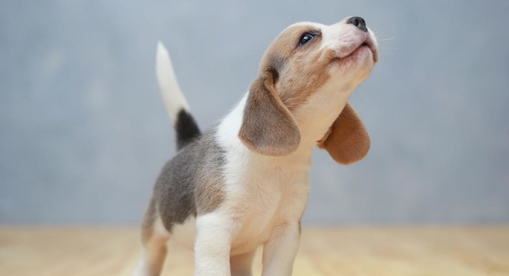 Pocket Beagle What to Expect From The Miniature Version