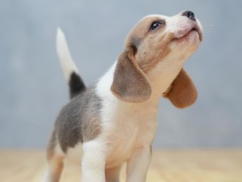 beagle