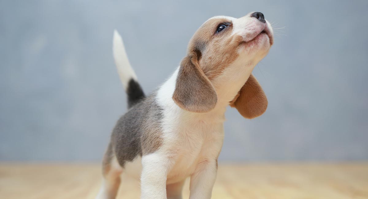 how much does a pocket beagle weigh