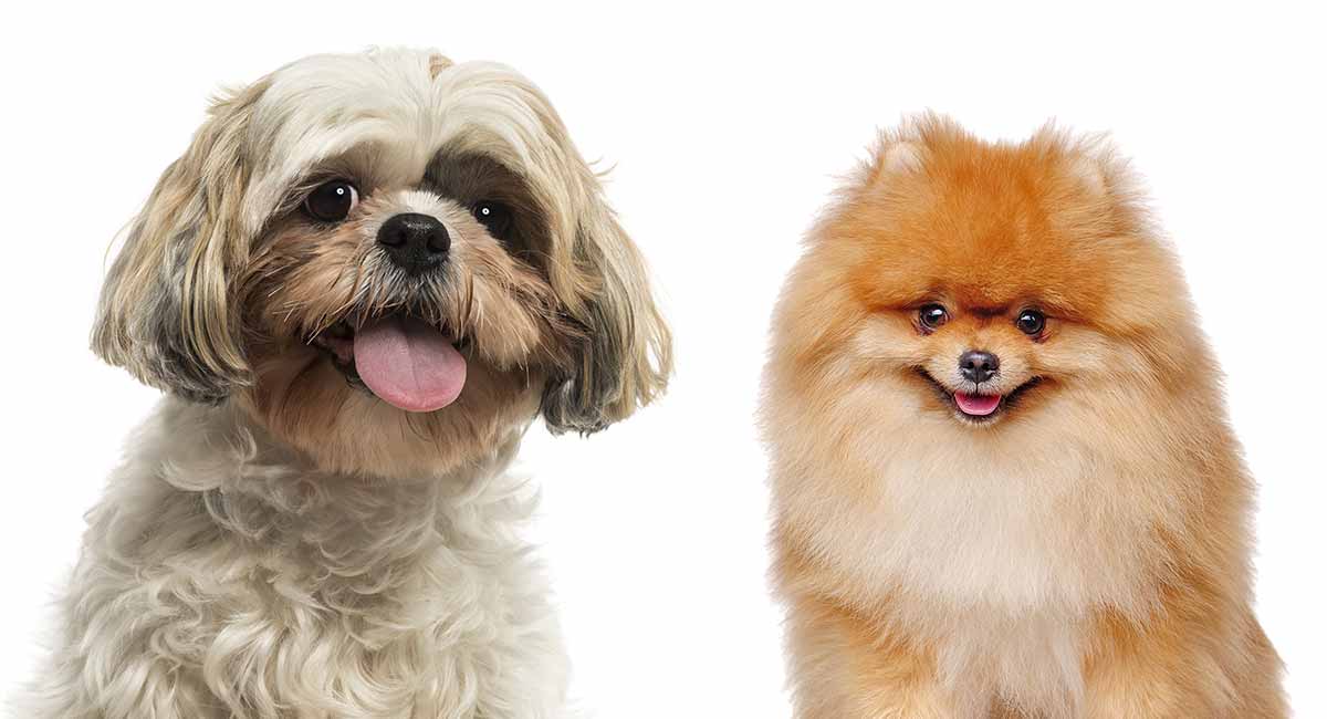 How long do shih tzu pomeranians live