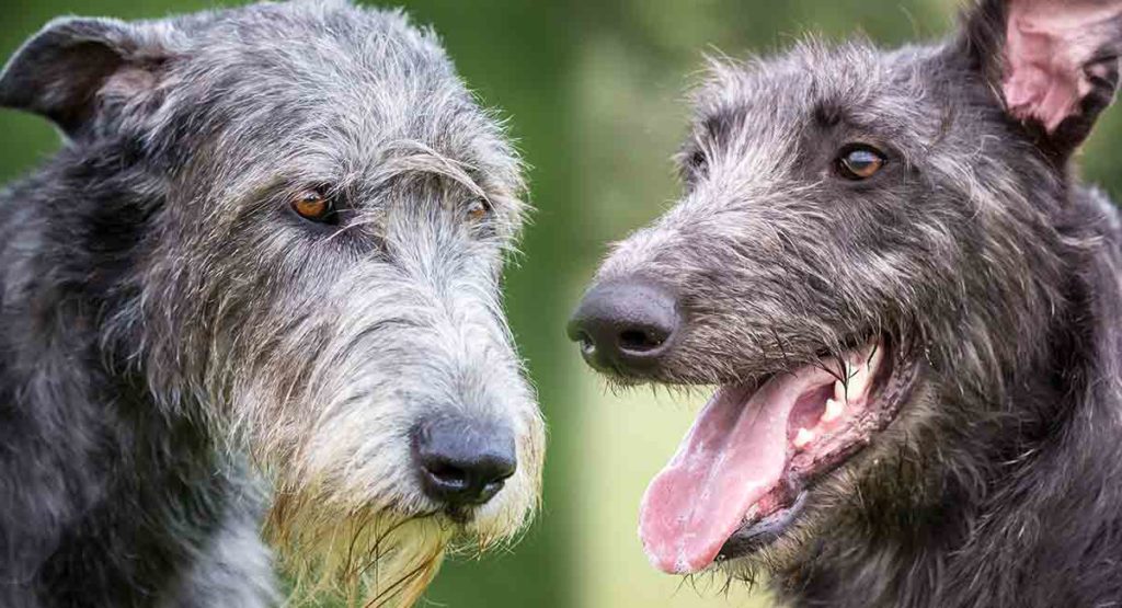 Scottish Wolfhound