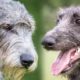 scottish deerhound vs irish wolfhound