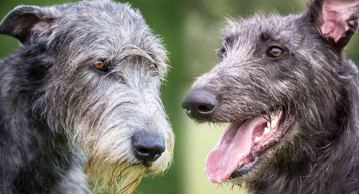 how long are irish wolfhounds