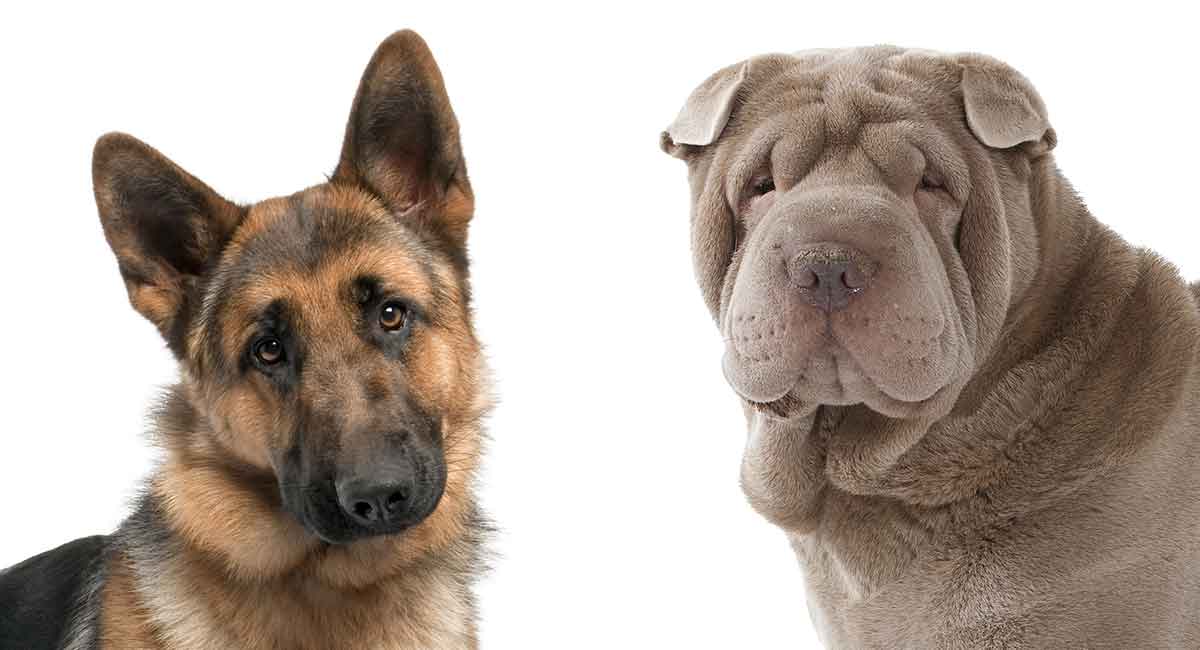 shar pei shepherd