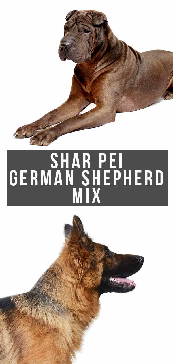 Shar Pei German Shepherd Mix A Dignified And Loyal Combination