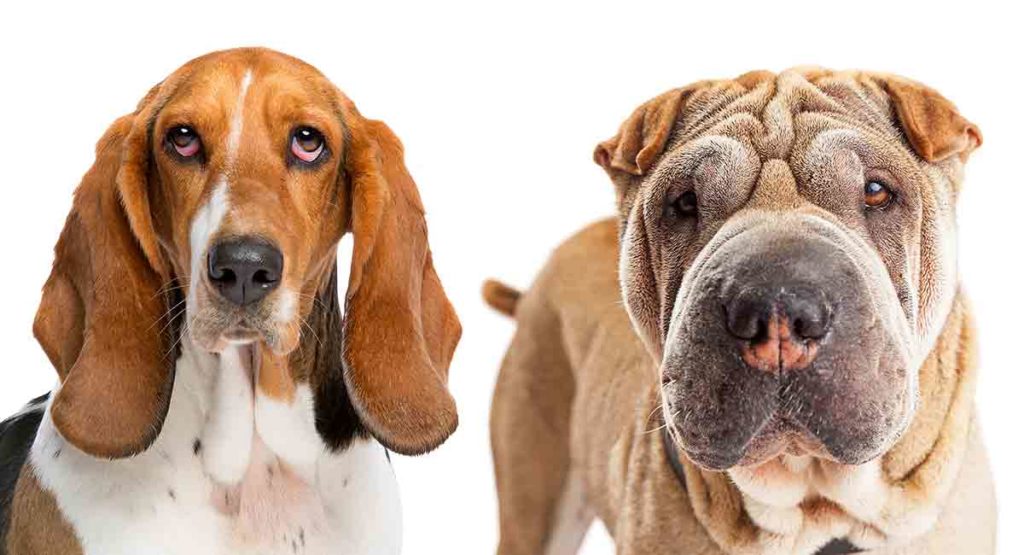 basset hound mix breeds