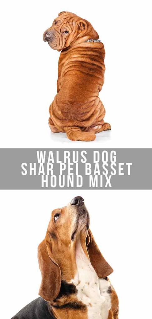 walrus dog