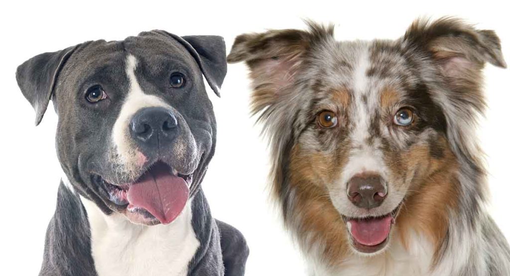 Australian Shepherd Pitbull Mix Everything You Need To Know