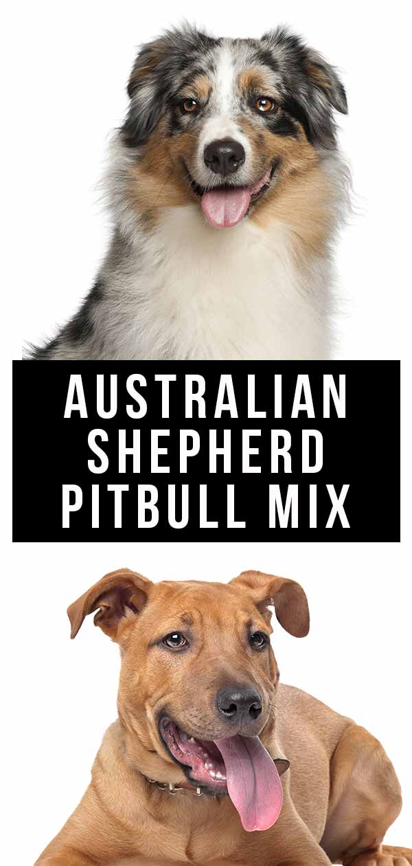 pitbull australian shepherd mix size