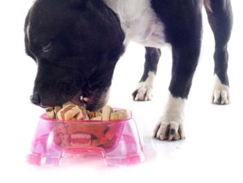 Best Dog Food For Pitbulls