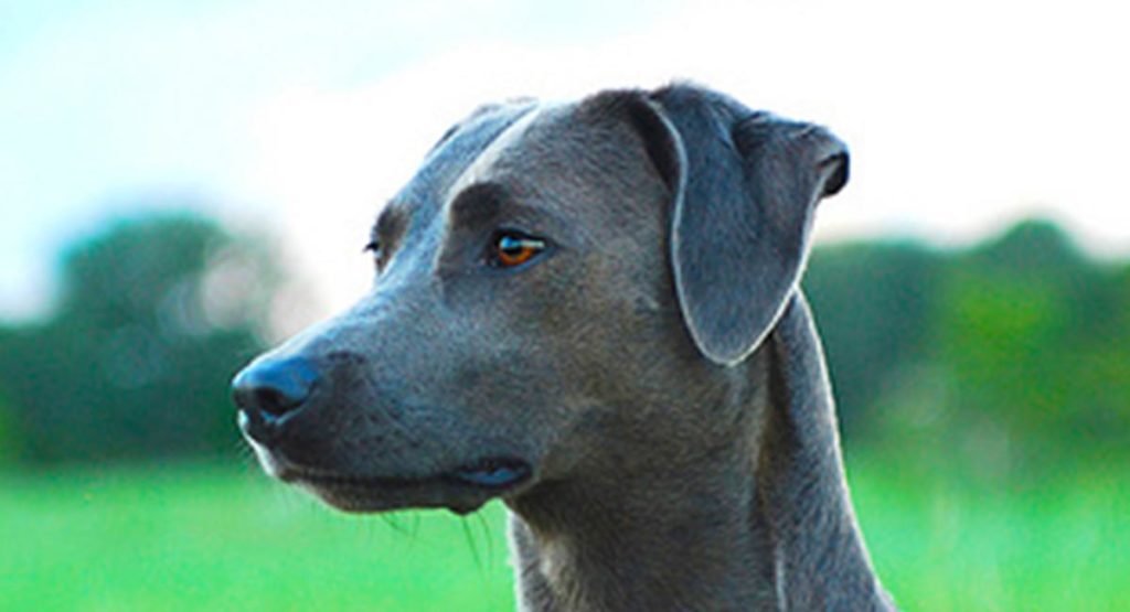 Blue Lacy Dog A Guide To The Texan Working Dog Breed