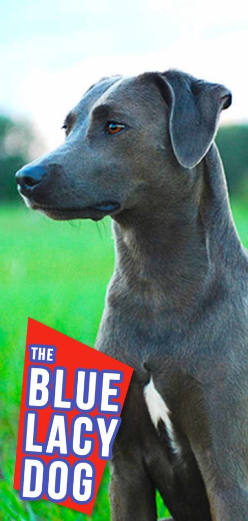 blue lacy lab mix