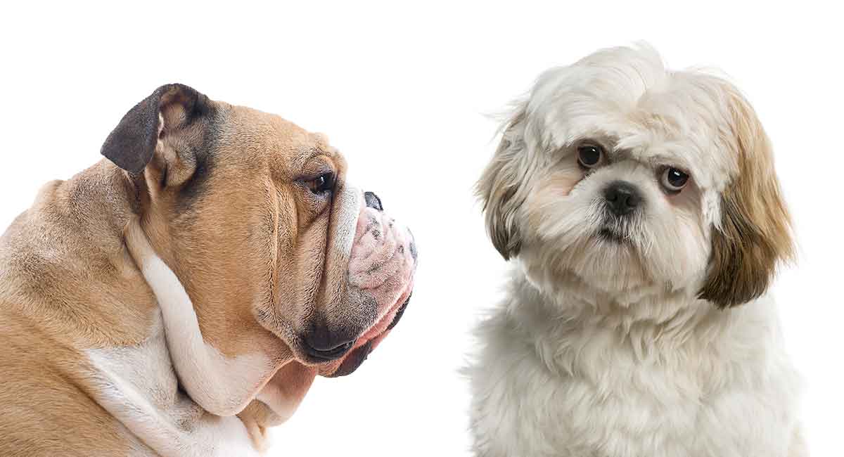 Bulldog Shih Tzu Mix What Kind Of Dog Should You Expect