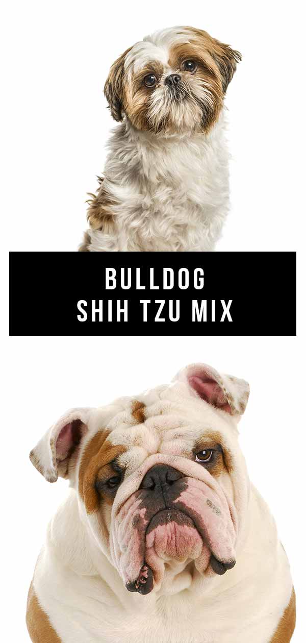 Bulldog Shih Tzu mix