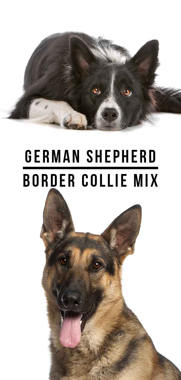 are german shepherds smarter than border collies