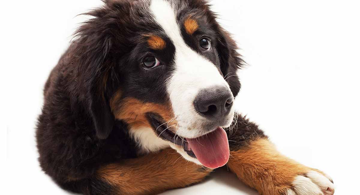 Great Bernese The Great Pyrenees Bernese Mountain Dog Mix