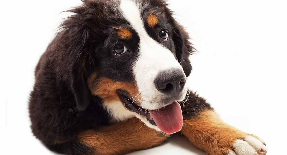 great pyrenees mix bernese mountain dog