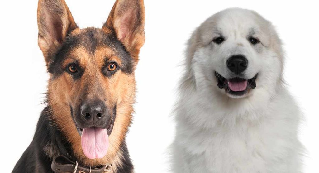 great pyrenees and german shepherd