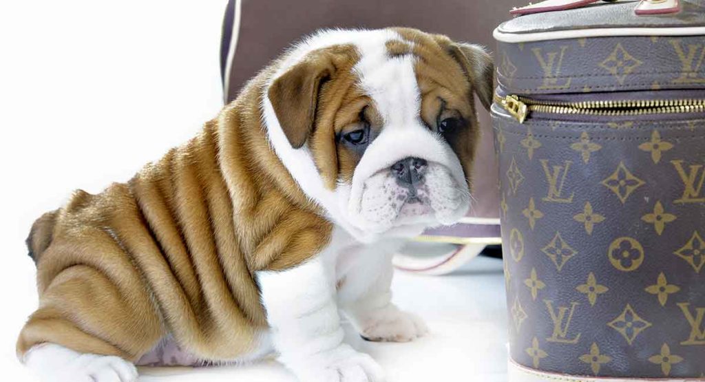 mini bulldog toy