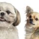 shih tzu chihuahua mix