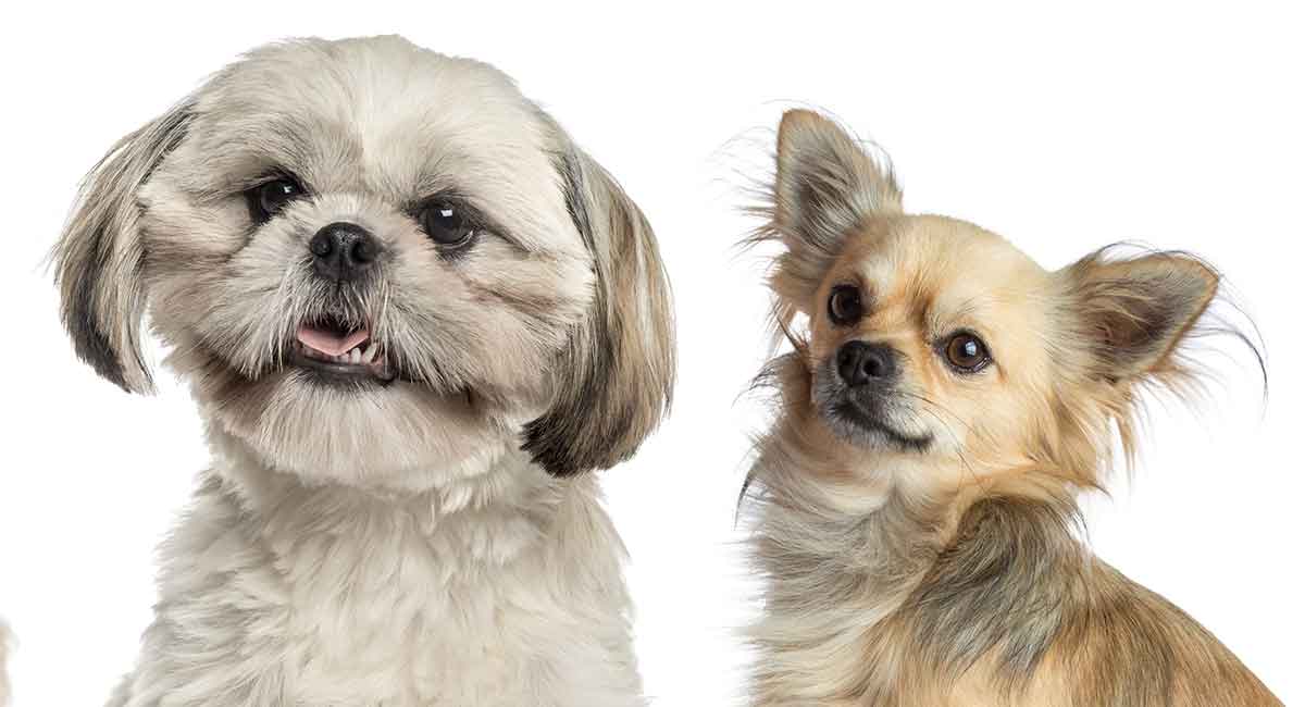 shih tzu mixed with chihuahua