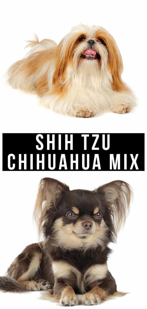 shih tzu chihuahua mix