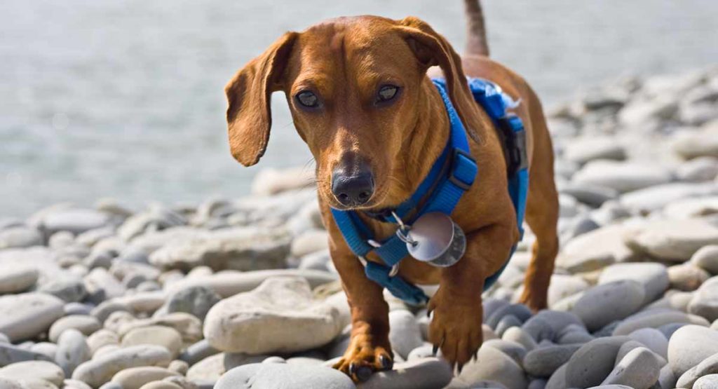 Best Harness for Dachshund Safe, Comfortable, And Stylish Options
