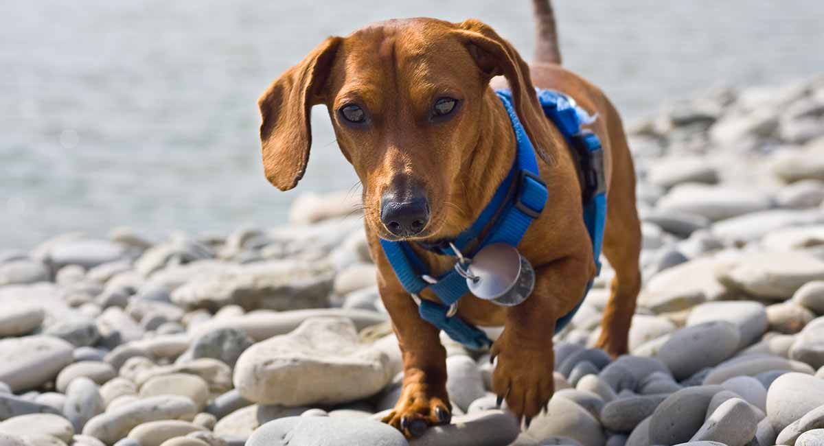 ruffwear harness dachshund