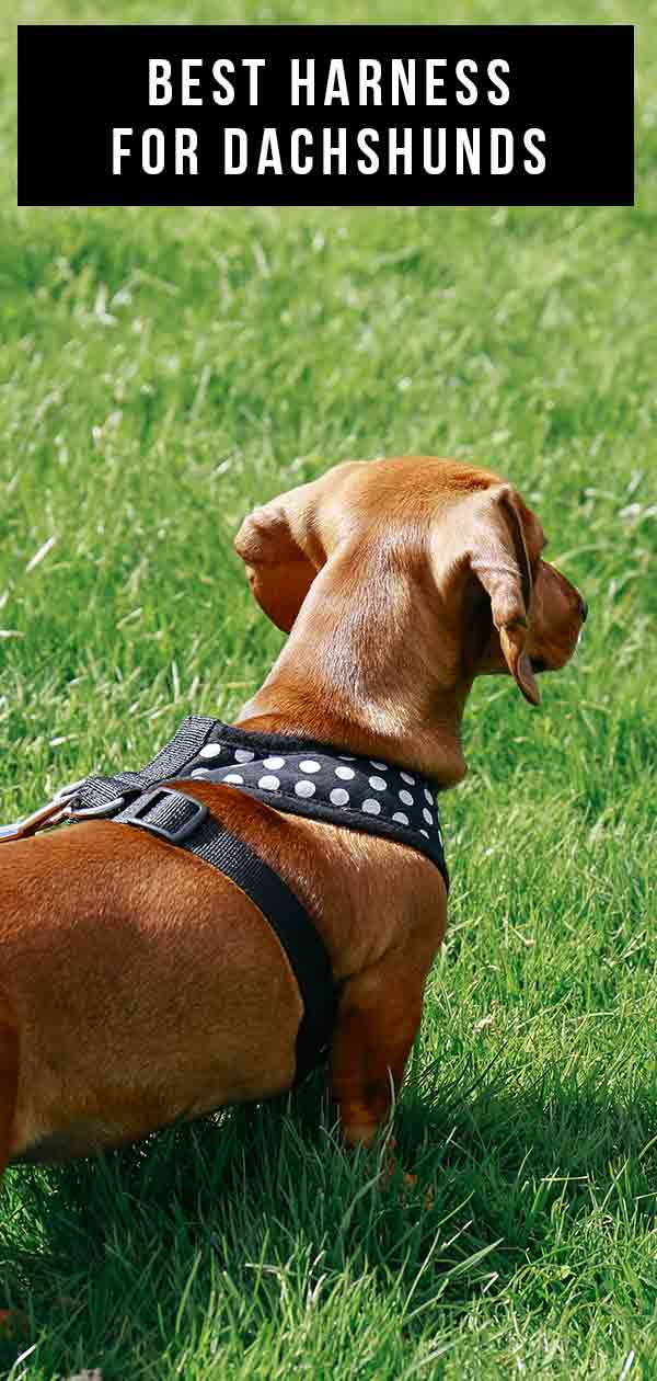 julius k9 harness dachshund